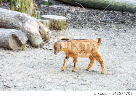 Brown American Pygmy kid goat walking in petting zoo. Cute young African pygmy goatling, side view Brown American Pygmy kid goat walking in petting zoo. Cute young African pygmy goatling, side view 142574708