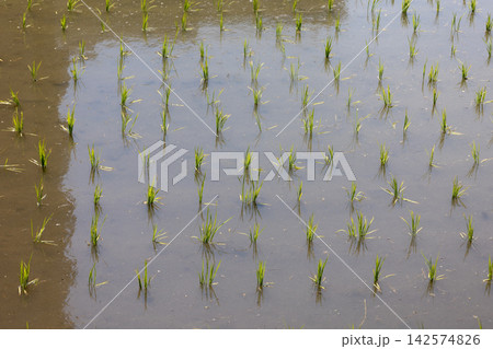 水田に植えた稲の苗 142574826
