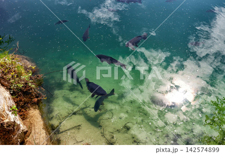 Big carp fish swimming in clear mountain lake in Adrspach-Teplice Rock Town, Czech Republic 142574899