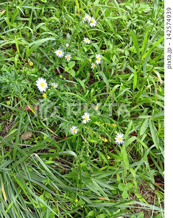 白い花 白い花 142574939