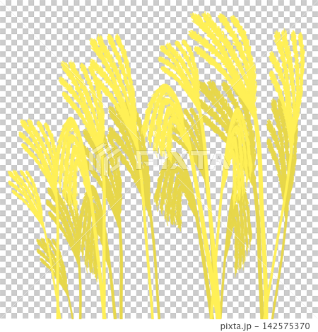 Illustration of a simple pampas grass Illustration of a simple pampas grass 142575370