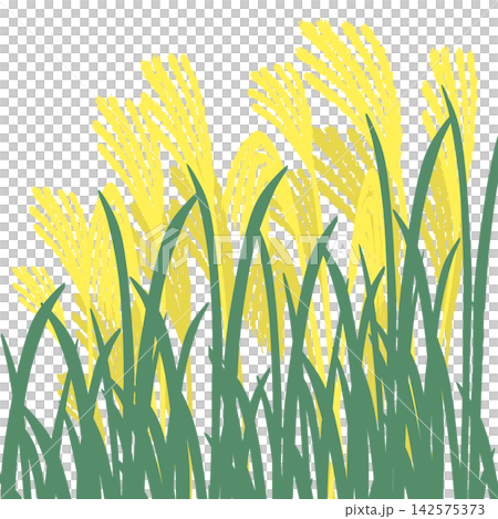 Simple silver grass illustration 142575373