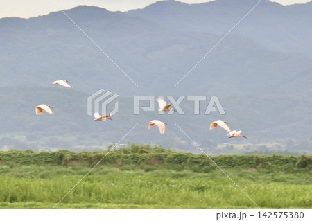 飛び立つトキの群れ 飛び立つトキの群れ 142575380