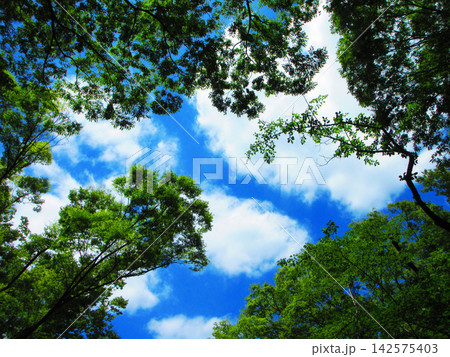 新緑の樹木と青空の風景 新緑の樹木と青空の風景 142575403