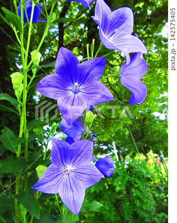 青く美しいキキョウの花の風景 142575405