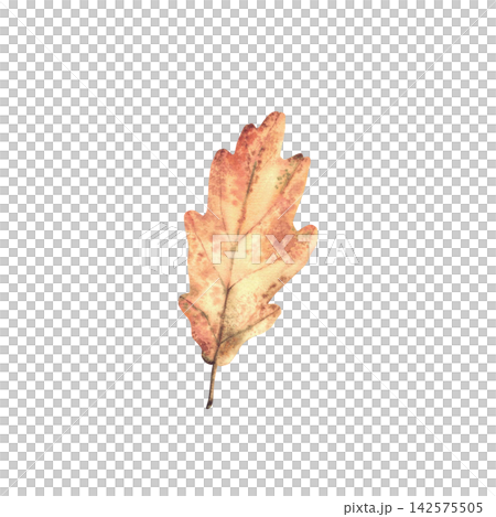 Watercolor Autumn oak leaf. Orange, red and brown coloured realistic hand painting. Botanical illustration of fall trees foliage isolated from background for seasonal autumnal floral card, pattern. 142575505