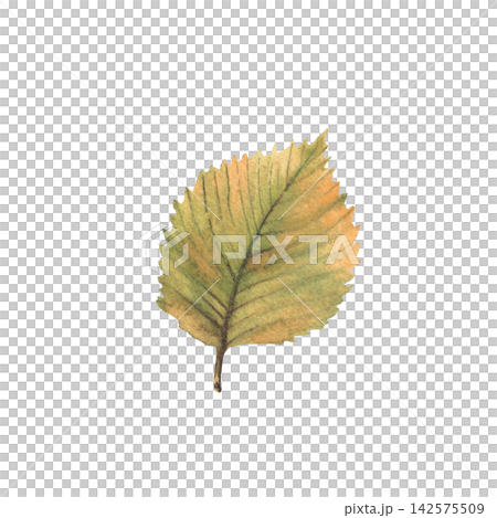 Autumn leaf. Watercolor realistic hand painted botanical illustration, coloured in golden yellow, green and orange. Isolated from background foliage of deciduous tree for seasonal designs, card print. 142575509