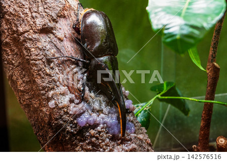 カブトムシ 142576516