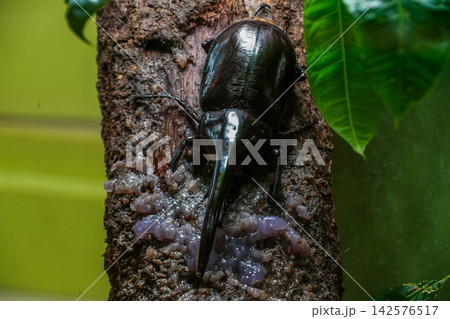 カブトムシ 142576517