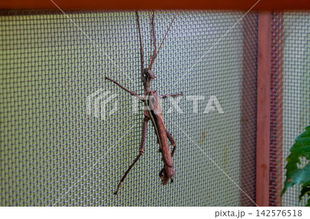 木の枝に擬態する虫 142576518