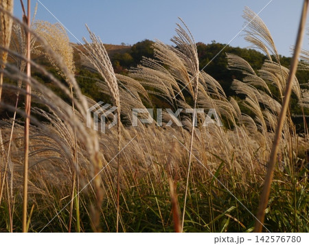 新緑の山を望む 142576780