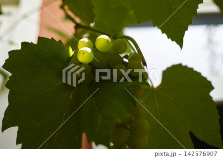 Close-up view of fresh green grapes hanging on a vine with large leaves 142576907