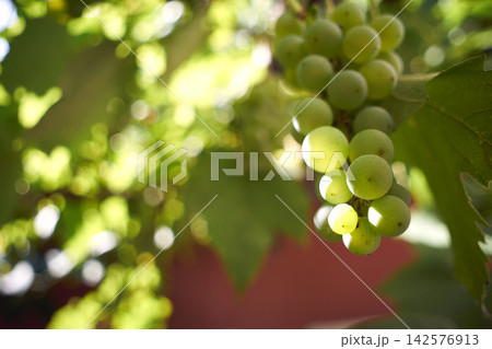 Close-up of fresh green grapes hanging on a vine in a sunny vineyard 142576913