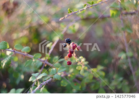 Close-up view of fresh ripe and unripe blackberries growing on a thorny bush branch Close-up view of fresh ripe and unripe blackberries growing on a thorny bush branch 142577046