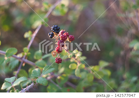Close-up of ripening blackberries on a thorny branch in a wild natural environment Close-up of ripening blackberries on a thorny branch in a wild natural environment 142577047