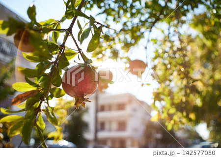 Close-up of ripe pomegranate hanging from a tree branch with bright sunlight shining through leaves 142577080