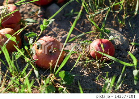 Close-up view of fallen red apples lying on the soil among green grass blades 142577101