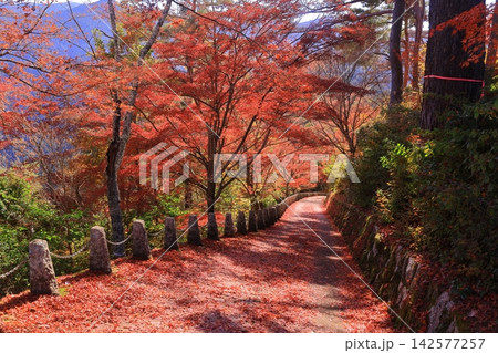 吉野山(奈良県吉野郡吉野町)高城山へ行く途中の紅葉 吉野山(奈良県吉野郡吉野町)高城山へ行く途中の紅葉 142577257