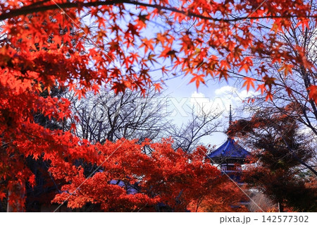 紅葉に包まれる秋の吉野朝宮跡(妙法殿)<奈良県吉野郡吉野町> 紅葉に包まれる秋の吉野朝宮跡(妙法殿)<奈良県吉野郡吉野町> 142577302