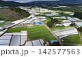 緑と白のコントラストが美しい早朝のレタス街道Lettuce St.・ドローン空撮（長野県南佐久郡） 142577563
