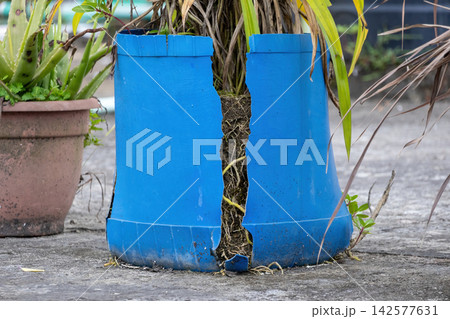 Broken blue plastic container pot with plant roots exposed through large crack. Ideal for root bound plant care, plastic container damage, and repotting tasks. Broken blue plastic container pot with plant roots exposed through large crack. Ideal for root bound plant care, plastic container damage, and repotting tasks. 142577631