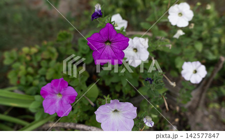 White and pink tropical flowers of Mexican petunia. Beautiful bells on a green background White and pink tropical flowers of Mexican petunia. Beautiful bells on a green background 142577847
