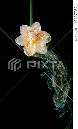 Pale orange double daffodil suspended on green stem with colored ink swirl against black background Pale orange double daffodil suspended on green stem with colored ink swirl against black background 142577894