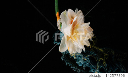 White and pale yellow layered flower with green stem on black background, with flower, white, yellow, petal detail White and pale yellow layered flower with green stem on black background, with flower, white, yellow, petal detail 142577896
