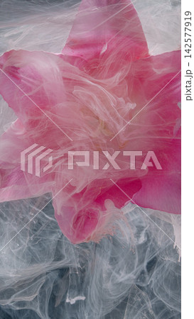 Pink flower petal submerged in swirling translucent liquid with soft white wisps 142577919