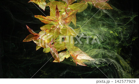 Branch with golden red leaves drifting through green ink swirls on black background 142577929