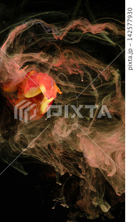 Red and yellow flower petals suspended in swirling translucent ink clouds on black background Red and yellow flower petals suspended in swirling translucent ink clouds on black background 142577930