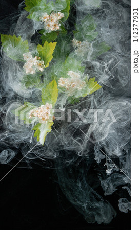 White viburnum blossoms with green leaves surrounded by swirling translucent smoke 142577931