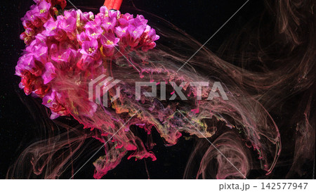 Pink hydrangea blossom sinking into dark water with swirling colorful ink trails Pink hydrangea blossom sinking into dark water with swirling colorful ink trails 142577947
