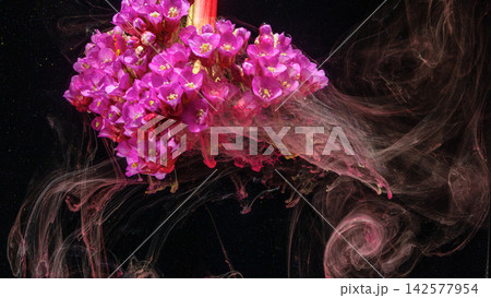 Magenta flower blossoms sinking into swirling ink plumes on deep black background closeup 142577954