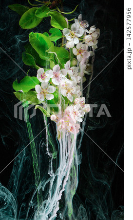 Branch of white spring blossoms with trailing inklike paint against dark background 142577956