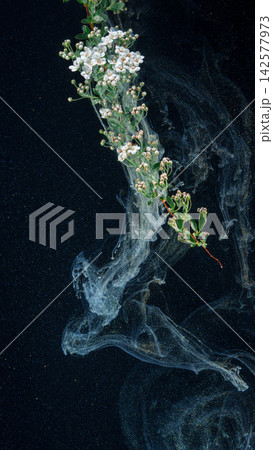 White waxflower branch drifting through translucent ink swirls on dark background 142577973