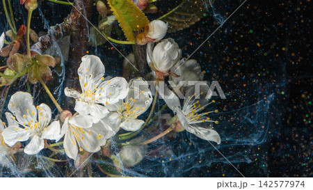White cherry blossom flowers suspended in swirling liquid with glitter on black background 142577974