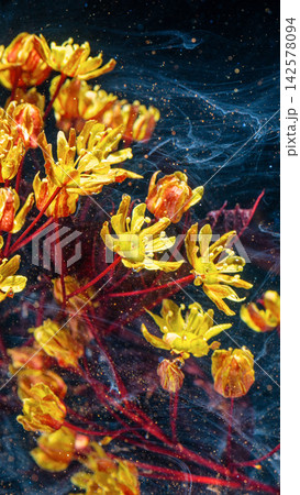 Closeup of yellow wildflowers with red stems against dark swirling background, with yellow, flower, wildflower, petal detail Closeup of yellow wildflowers with red stems against dark swirling background, with yellow, flower, wildflower, petal detail 142578094