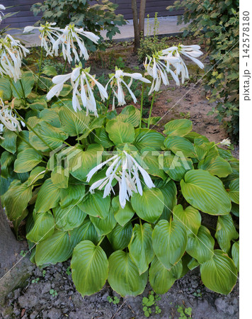 Hosta plant with large lush green leaves and elegant white flowers, resembling Hosta plantaginea, growing as an ornamental garden plant. 142578180