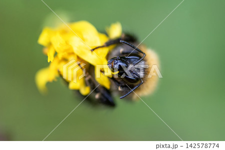 Macro Shot of a Bumblebee on a Yellow Flower 142578774