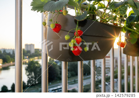 Golden Starburst Through Strawberry Plant on High Balcony. Brilliant golden starburst shining through strawberry plant leaves on high-rise balcony with river and highway visible far below. Golden Starburst Through Strawberry Plant on High Balcony. Brilliant golden starburst shining through strawberry plant leaves on high-rise balcony with river and highway visible far below. 142579285