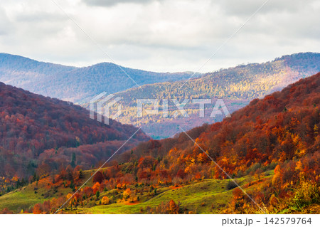 mountain landscape with forest in fall colors. sunny day in autumn. view of nature background of ukraine with valley in dappled light. transcarpathia alpine countryside 142579764