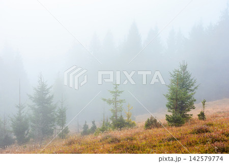 fir trees on a meadow down the will to coniferous forest in foggy mountains of Ukraine. mysterious nature background with overcast sky fir trees on a meadow down the will to coniferous forest in foggy mountains of Ukraine. mysterious nature background with overcast sky 142579774
