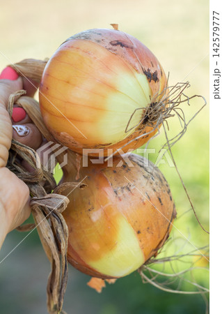 Farmer holding freshly harvested onions in hand Farmer holding freshly harvested onions in hand 142579777