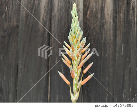 アロエの花芽 142579893