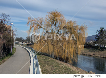 Quiet Riverside Path Beneath Weeping Willow Trees Quiet Riverside Path Beneath Weeping Willow Trees 142579910