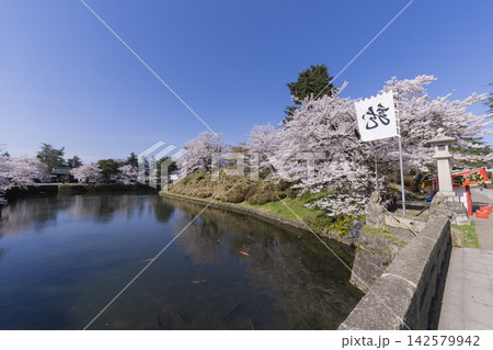 松が岬公園の桜 142579942