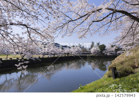 松が岬公園の桜 松が岬公園の桜 142579943
