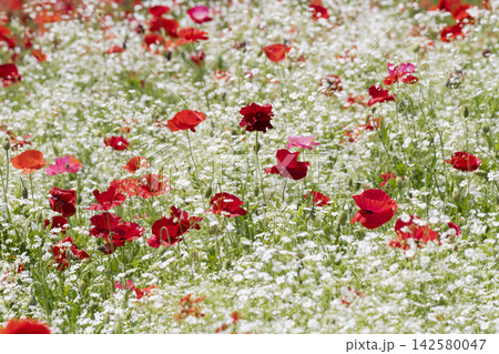 ポピーとカスミソウの花 142580047