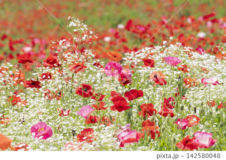 ポピーとカスミソウの花 142580048
